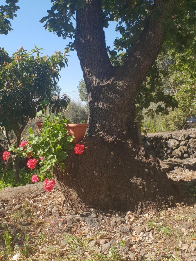 Alle Pendici Dell'Etna Ragalna ภายนอก รูปภาพ